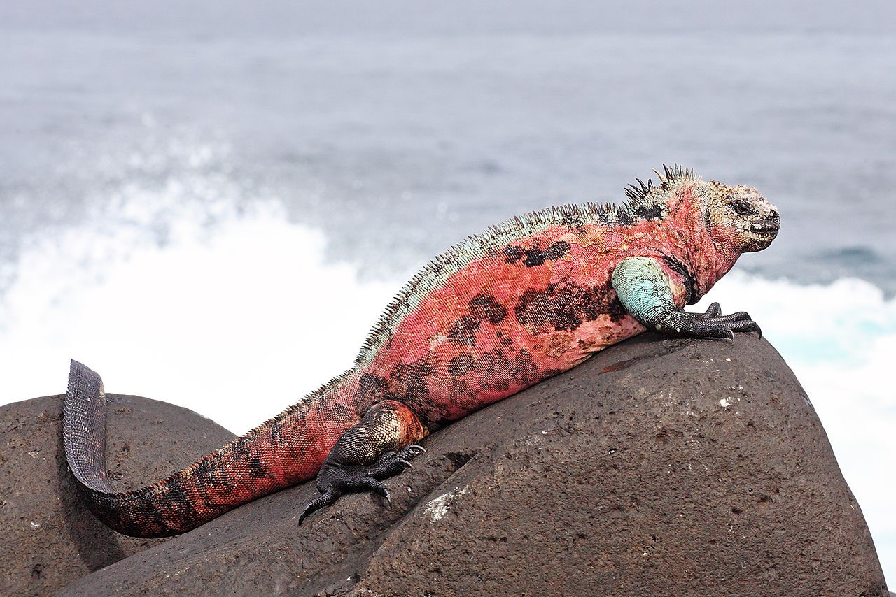 iguana